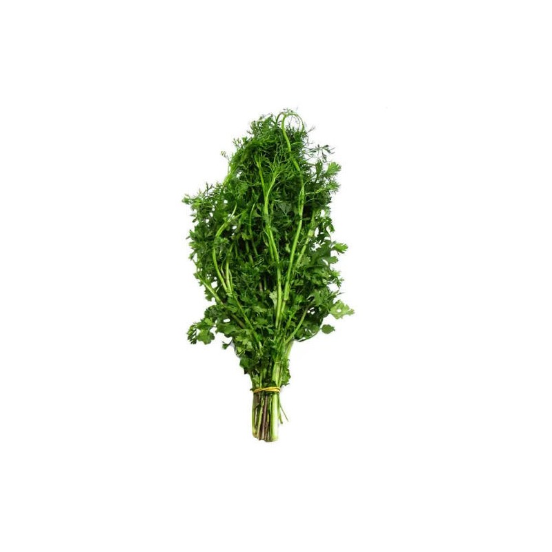 Cilantro Paquete